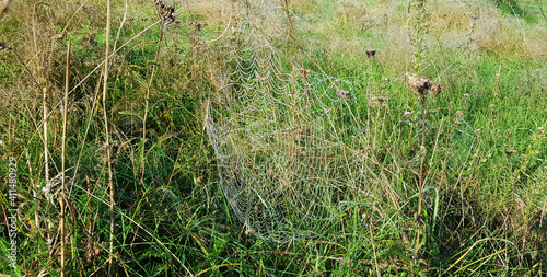 фотографія White gossamer with drops of morning dew at sunrise in the field, morning landscape in the meadow