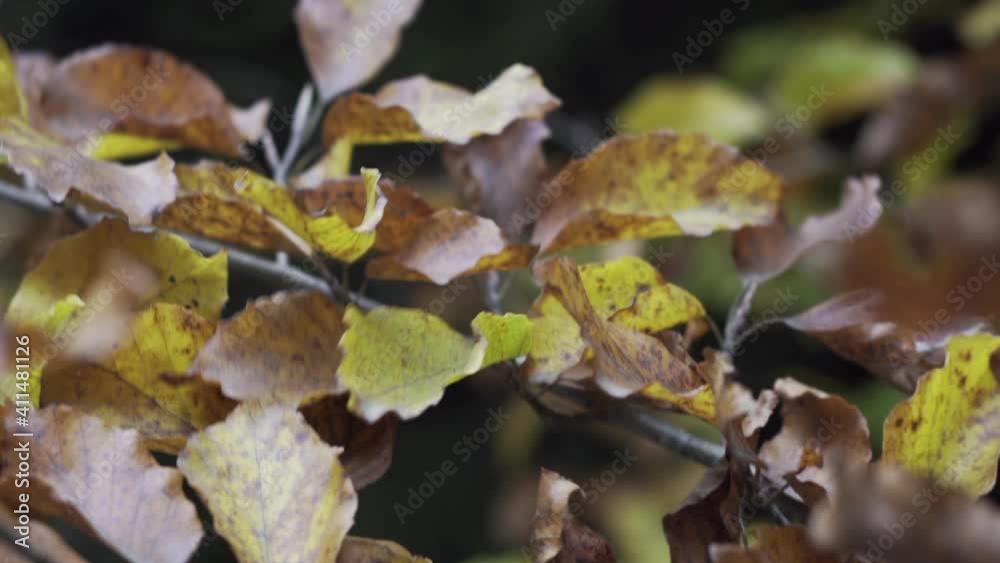 Yellow leaves on a branch. Soft focus. Autumn nature Yellow leaves on a branch. Soft focus. Autumn nature