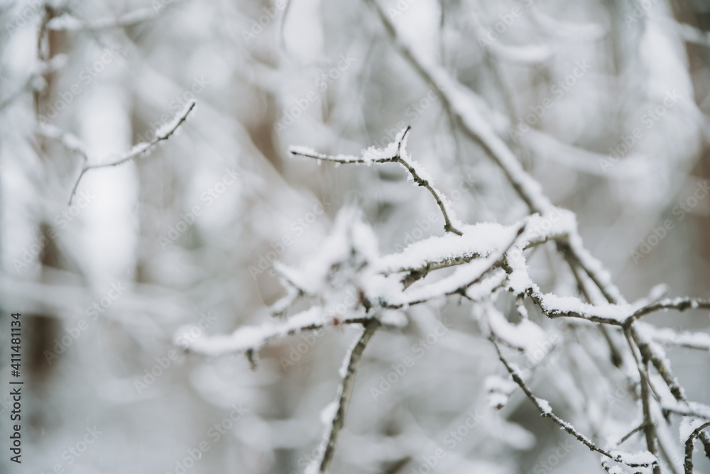 Landscape of a snow-covered forest in a snowfall