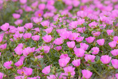 Pink flowers blooming in spring time