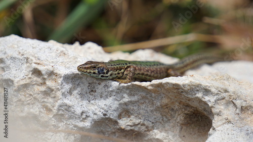 a lizard at the fjord inlet, Mgarr ix-Xini Ta Cenc, Gozo, Malta, March