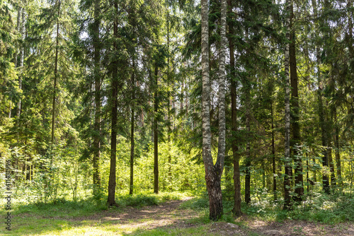 Mixed coniferous and Broad-leaved tree forest nature and warm spring period