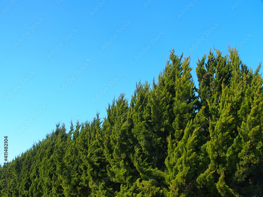 早春のコニファーの生垣と青空 早春のコニファーの生垣と青空