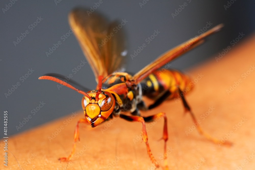 Bees stay on human fingers, North China Bees stay on human fingers, North China