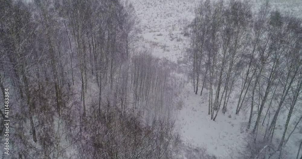 flying through the winter forest flying through the winter forest