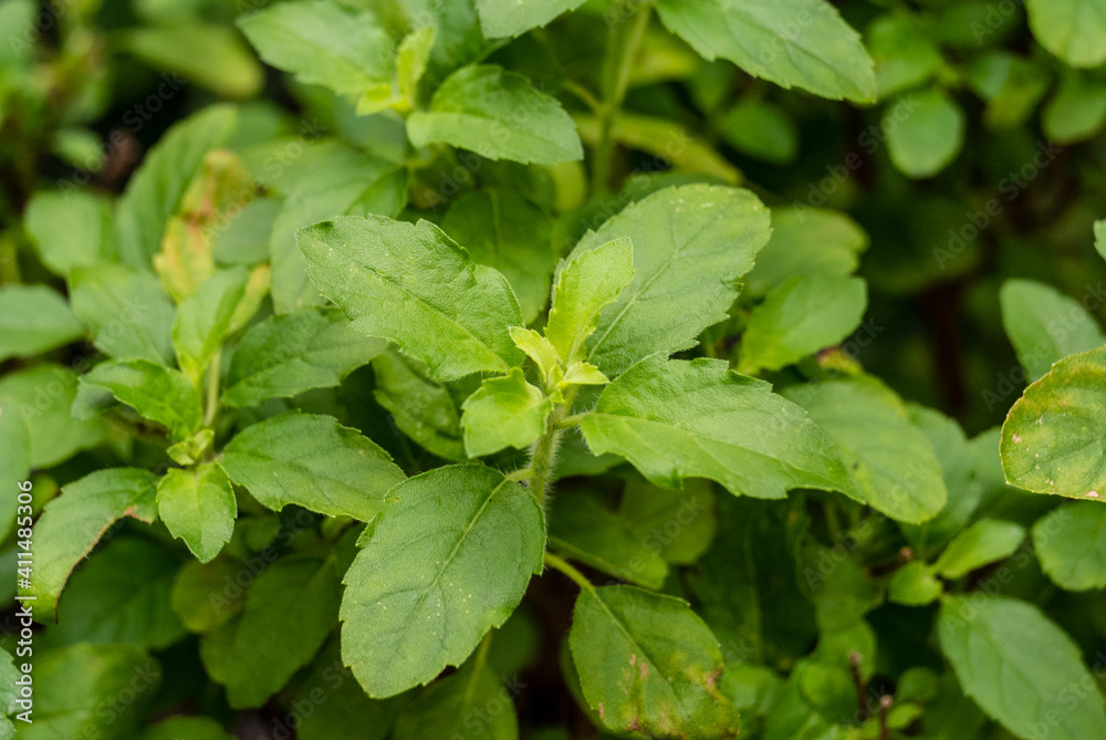 Close up basil leaves , Basil leaves used for Thai food such as stir fried basil with pork