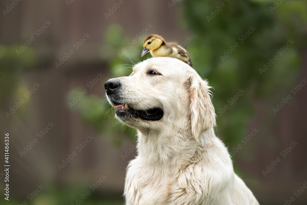 golden retriever dog posing with a duckling on her head golden retriever dog posing with a duckling on her head