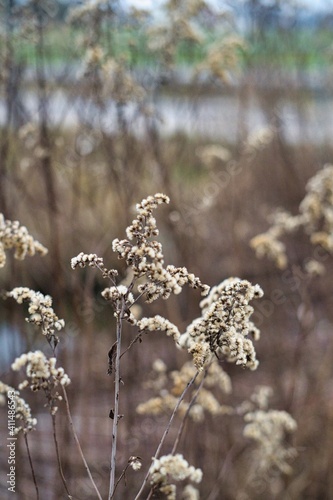 Herbstblume