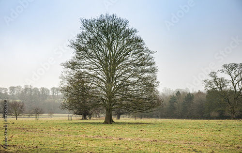 lone tree in a field photo