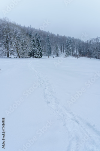 Wallpaper Mural Forest meadow covered in snow - Slovak paradise Slovakia Torontodigital.ca