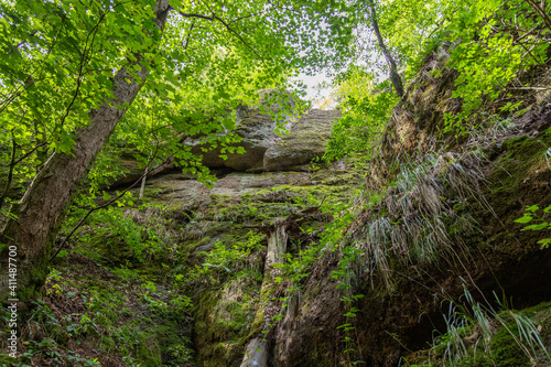 Landscape with moss covered rocks and trees in the Drachenschlucht © Reiner