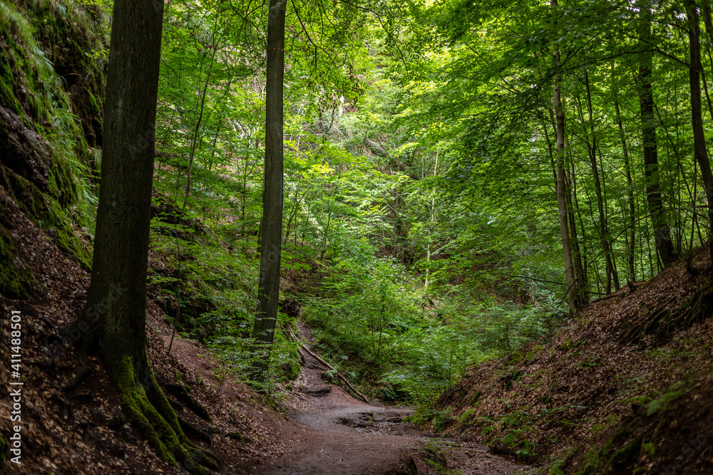 Hiking trail in the Drachenschlucht near Eisenach Hiking trail in the Drachenschlucht near Eisenach