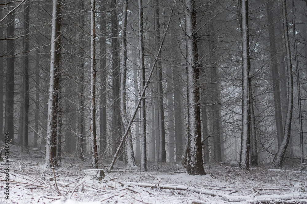 Fototapeta premium Wintertime