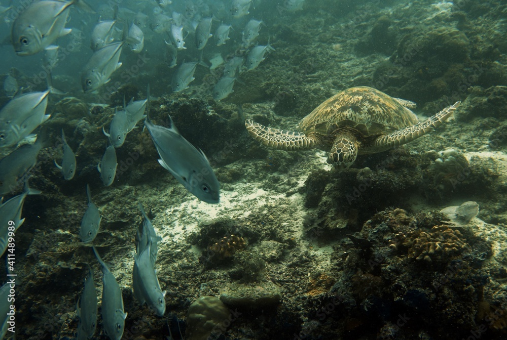Fototapeta premium Turtle hunting for food