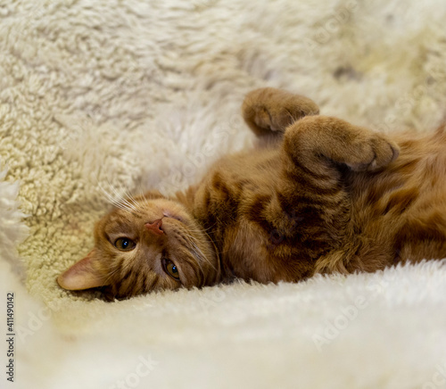 a red tabby cat lies in a white armchair