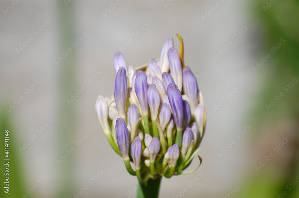 Fototapeta premium spring crocus flower macro violet