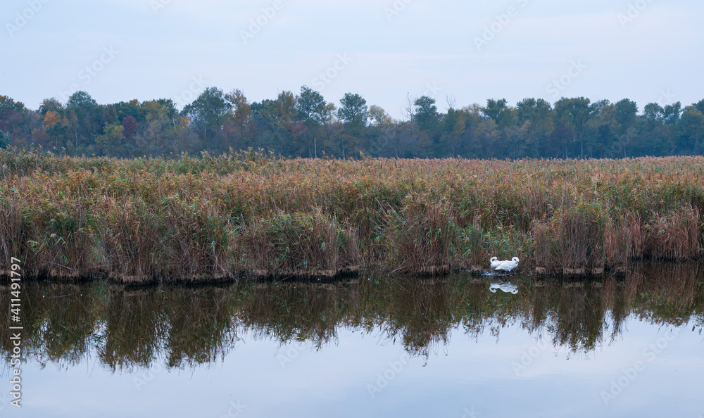 Mute swan (Cygnus olor). Danube Delta, Tulcea County, Romania, Europe