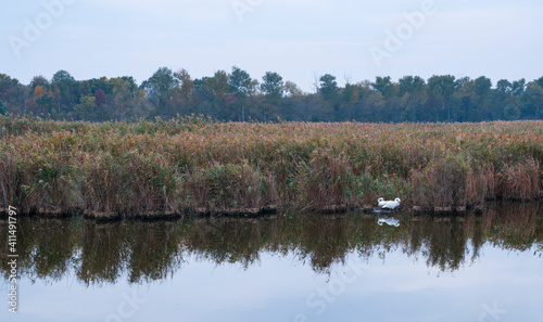 Mute swan (Cygnus olor). Danube Delta, Tulcea County, Romania, Europe