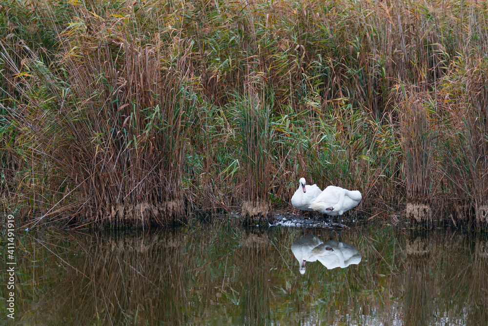 Mute swan (Cygnus olor). Danube Delta, Tulcea County, Romania, Europe Mute swan (Cygnus olor). Danube Delta, Tulcea County, Romania, Europe