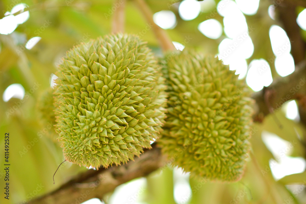 close up of a tree durian close up of a tree durian