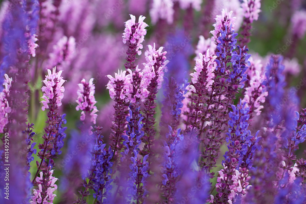 wonderful bright flowers growing in a summer field or meadow wonderful bright flowers growing in a summer field or meadow
