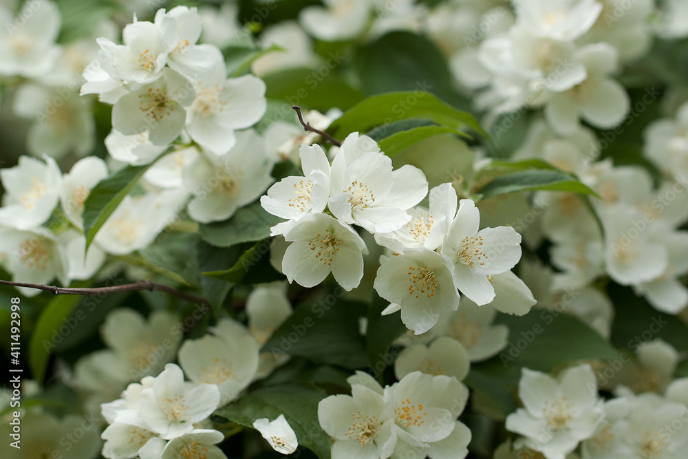 lush jasmine bush with wonderful white flowers lush jasmine bush with wonderful white flowers