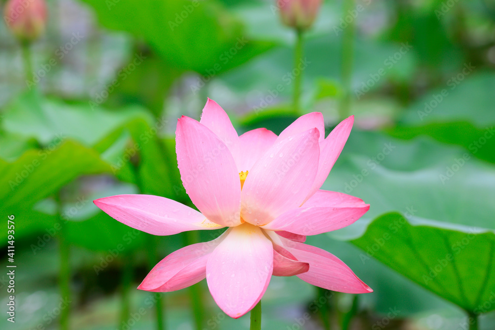 Lotus in full bloom in a pond, North China