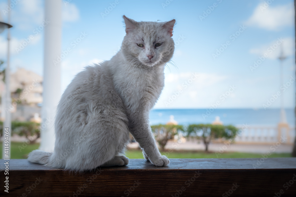 wild cat with skin cancer sitting on the edge of a wall