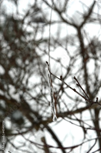 ice on the branches in winter