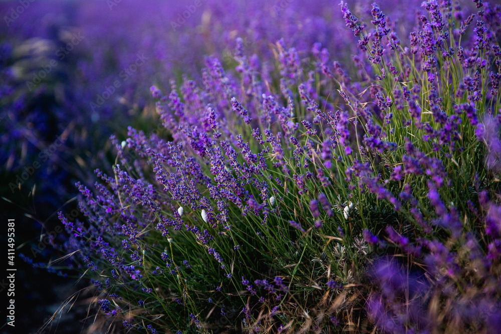 Obraz premium Lavender field. Beautiful blossoming lavender bushes rows.Provence garden
