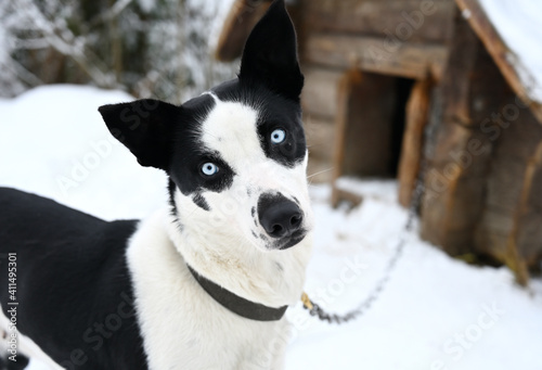 Portrait of a husky sled dog on a chain