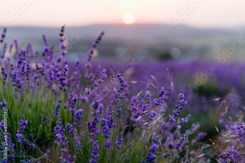 Fototapeta Naklejka Na Ścianę i Meble -  Lavender field at sunset. Beutiful blossoming lavender bushes rows