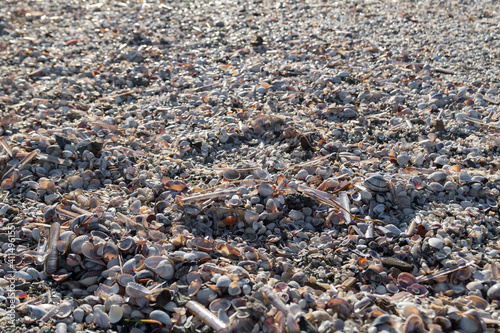countless beached seashells at the beach with variety during winter in greece
