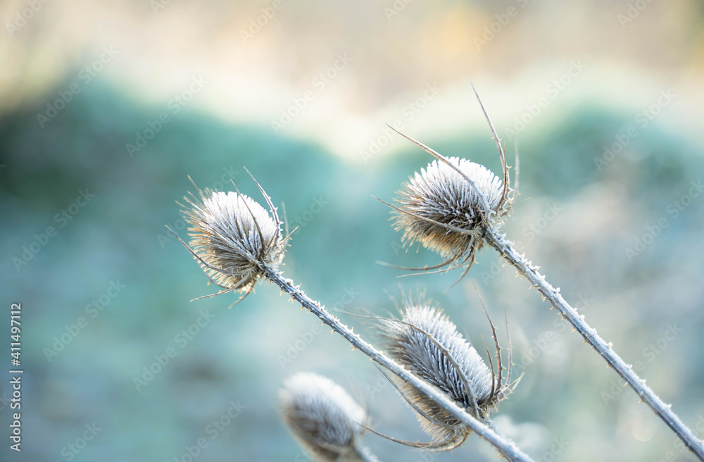 Obraz premium brina su piante