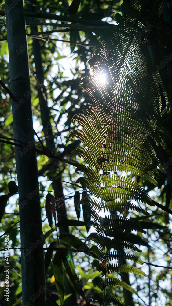 Fototapeta premium fern on the QingLong Mountain Trail, Sun Moon Lake, Yuchi Township, Nantou County, Taiwan, January