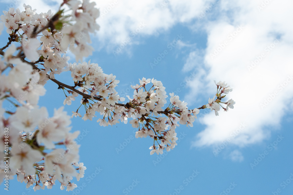 青空と満開の桜
