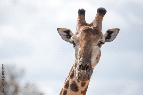Portrait einer männlichen Giraffe mit viel Himmel im Hintergrund, aufgenommen in Südafrika (Kruger National Park)
