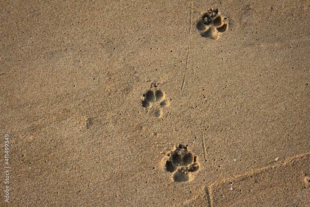 View of foot impressions on a dog in beach sand along Kovalam, Chennai View of foot impressions on a dog in beach sand along Kovalam, Chennai