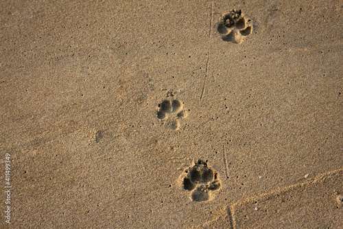 View of foot impressions on a dog in beach sand along Kovalam, Chennai