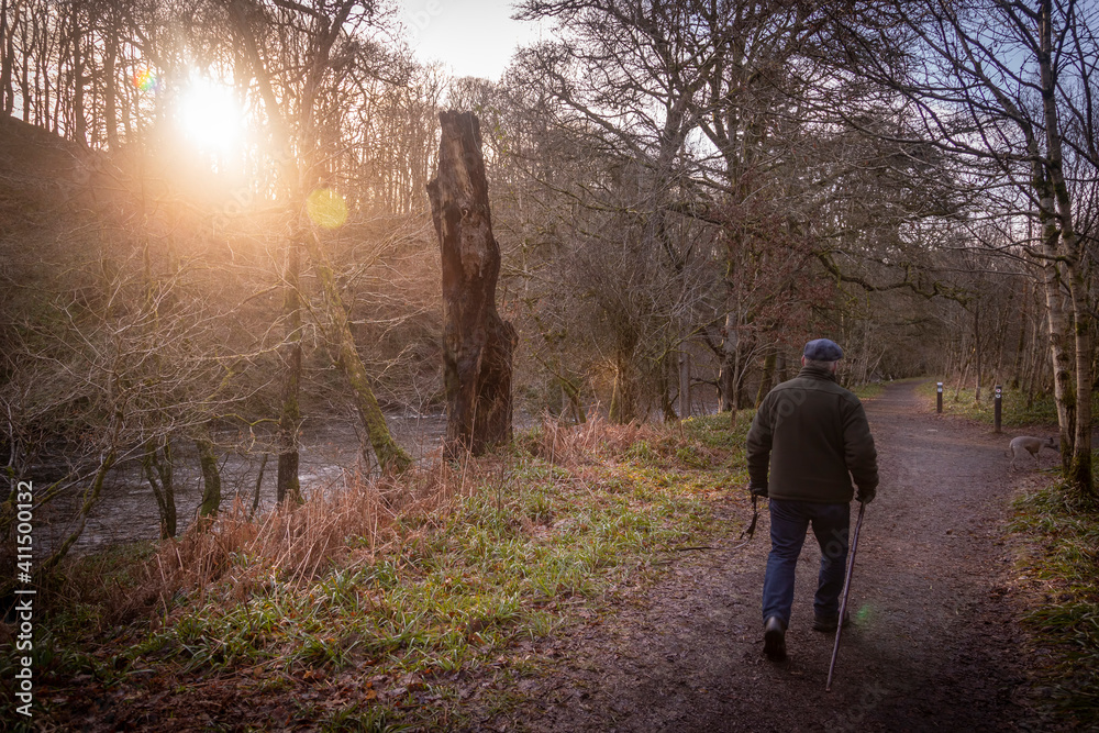 Fototapeta premium man walking his dog at sunset in scottish woods