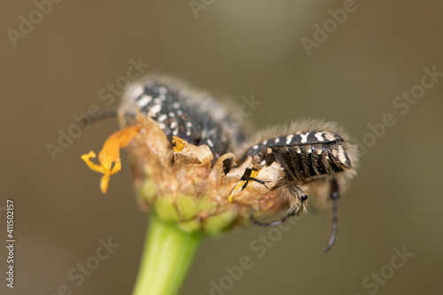 A black beetle sitting on a yellow celandine flower eats nectar. Macro Shot of Flea Beetle inside mustard or rapeseed yellow flowers plant. photo