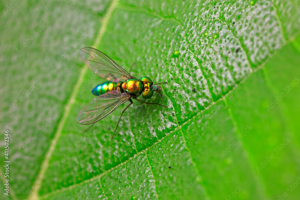 Tabanidae inhabits wild plants in North China Tabanidae inhabits wild plants in North China