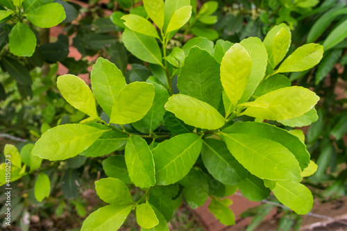 Leaves of the Yerba mate (Ilex paraguariensis) plant in Puerto Iguazu, Argentina