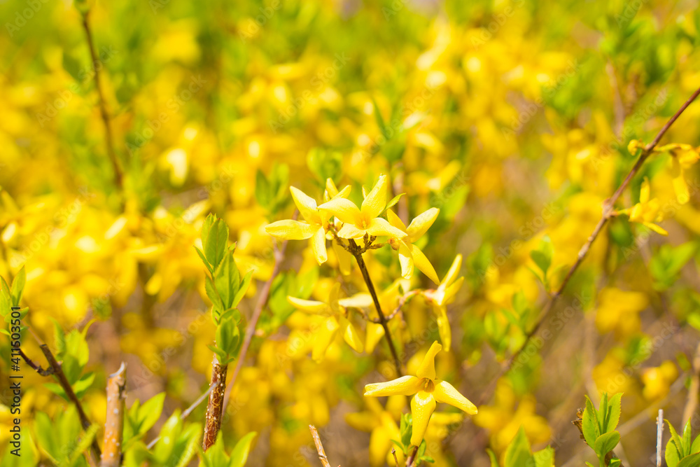 Obraz premium flower