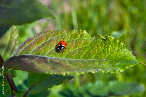 Red ladybug on a green leaf on a blurred green background.