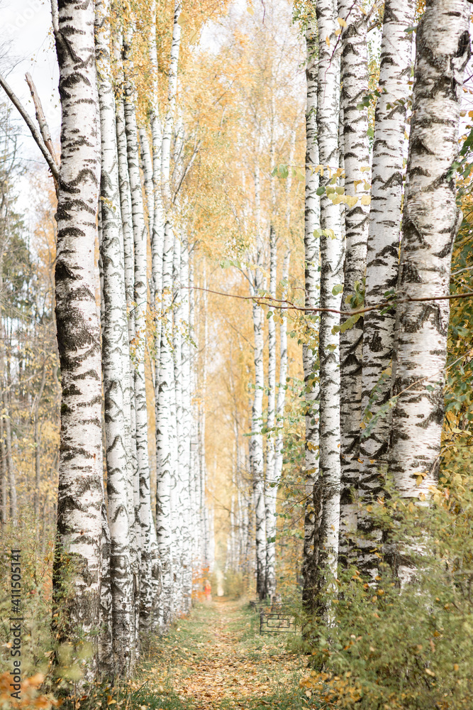 Obraz premium autumn forest in the morning
