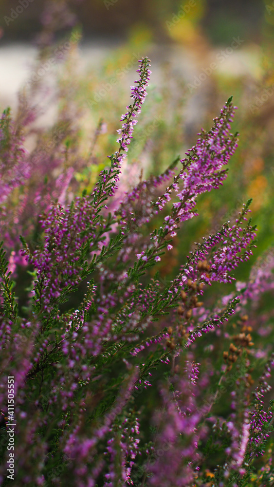 Vue rapprochée sur de merveilleuses petites fleurs de bruyère sauvages, poussant entre les rangées de pins, dans la Forêt des Landes de Gascogne Vue rapprochée sur de merveilleuses petites fleurs de bruyère sauvages, poussant entre les rangées de pins, dans la Forêt des Landes de Gascogne