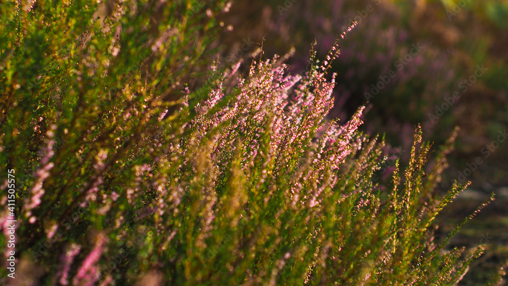 Vue rapprochée sur de merveilleuses petites fleurs de bruyère sauvages, poussant entre les rangées de pins, dans la Forêt des Landes de Gascogne Vue rapprochée sur de merveilleuses petites fleurs de bruyère sauvages, poussant entre les rangées de pins, dans la Forêt des Landes de Gascogne