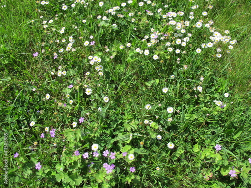 Unmown meadow with daisies, blue cranesbill, clover, grass and dandelion