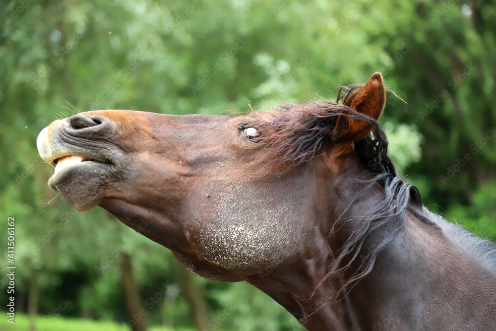 Obraz premium Side view portrait closeup of smelling horse outdoors